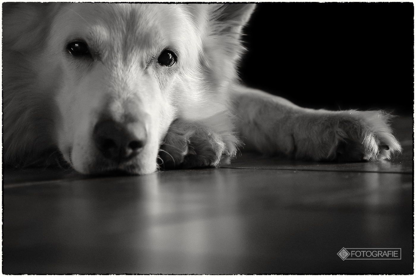 White shepherd 16